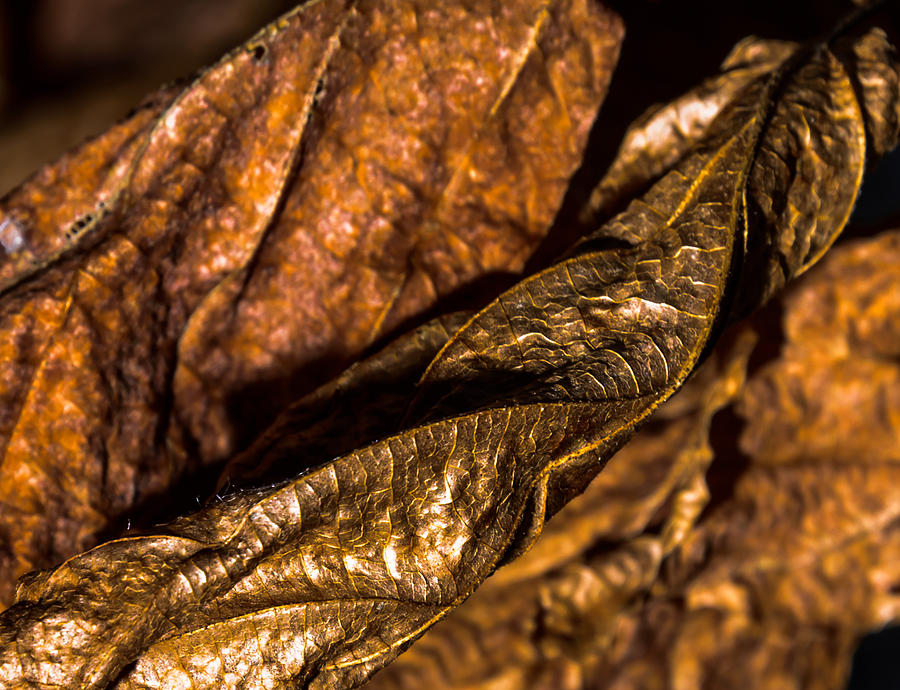 Bronze Leaves Photograph by Robert McKay Jones
