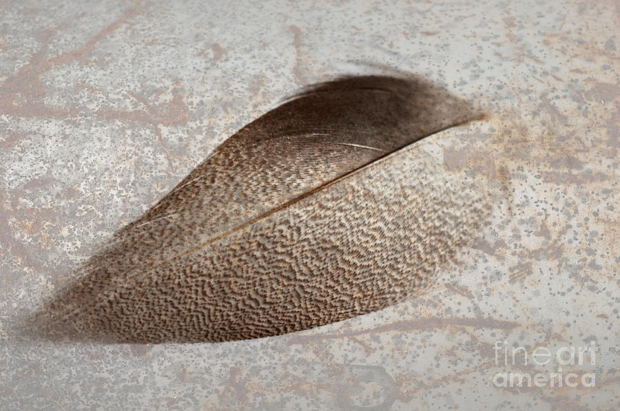 Bronze Mallard Feather Textured 1 Photograph by Steve Purnell