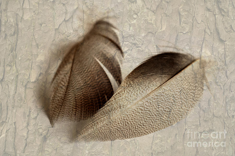 Bronze Mallard Feather Textured 3 Photograph by Steve Purnell