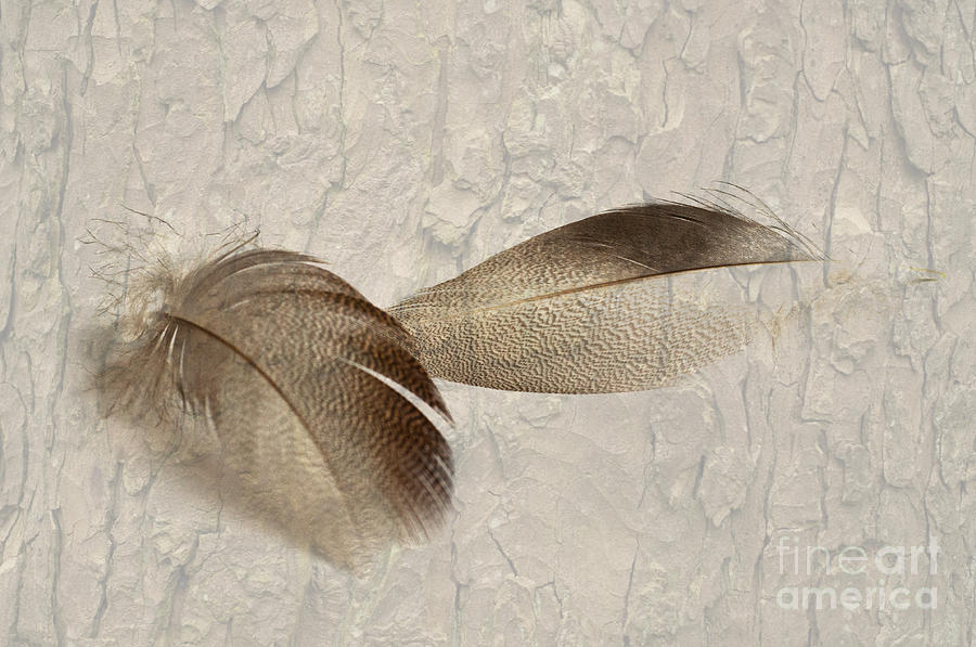 Bronze Mallard Feather Textured 4 Photograph by Steve Purnell