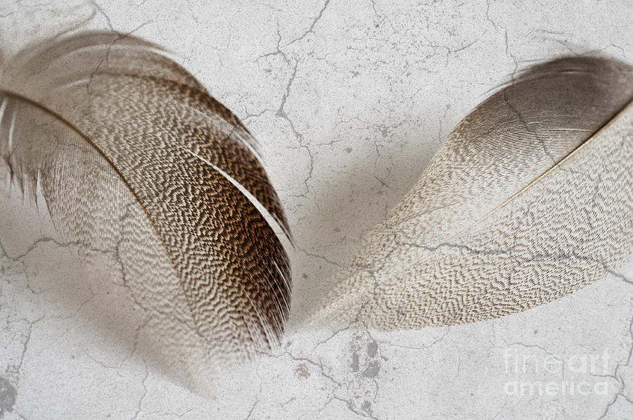 Bronze Mallard Feather Textured 5 Photograph by Steve Purnell