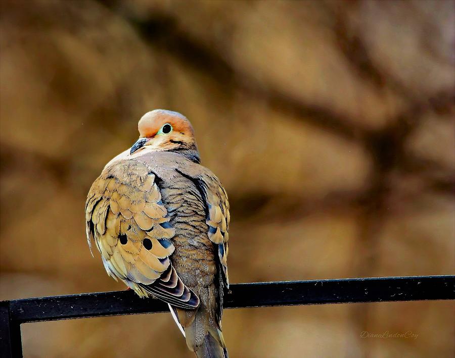 Bronze Mourning Dove Photograph by Diane Lindon Coy
