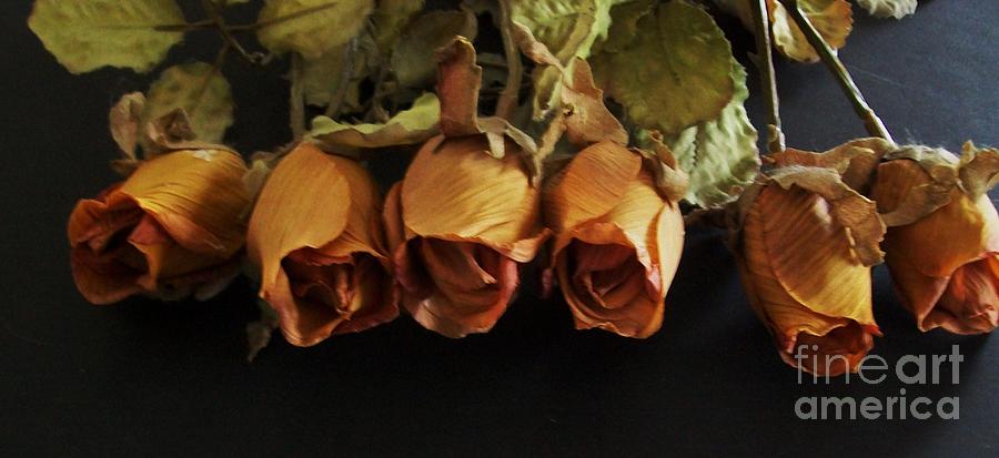 Unique Photograph - Bronze Rosebuds by Marsha Heiken