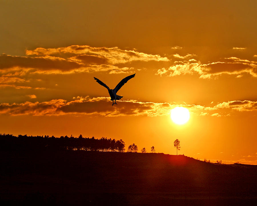 Osprey Photograph - Bronze Sunset by Adele Moscaritolo