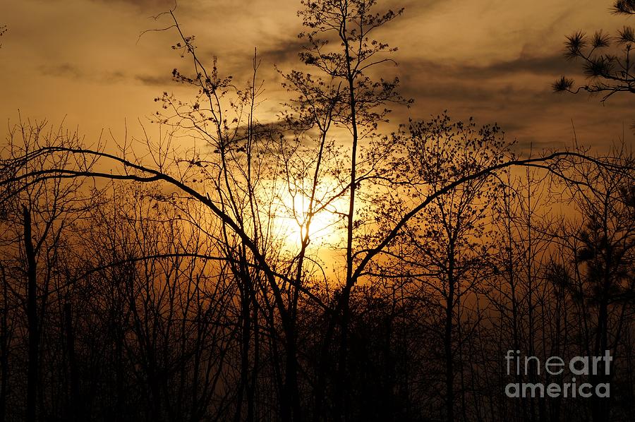 Sunset Photograph - Bronze Sunset by Maxine Billings