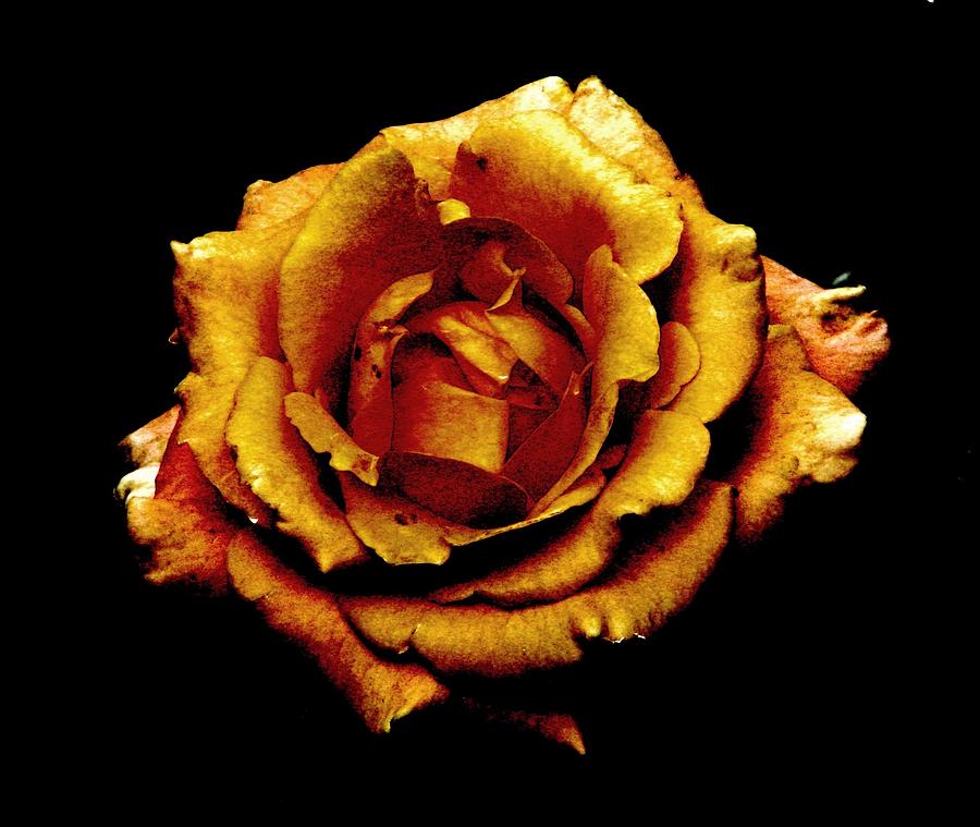Bronzed Rose Photograph by Angela Davies