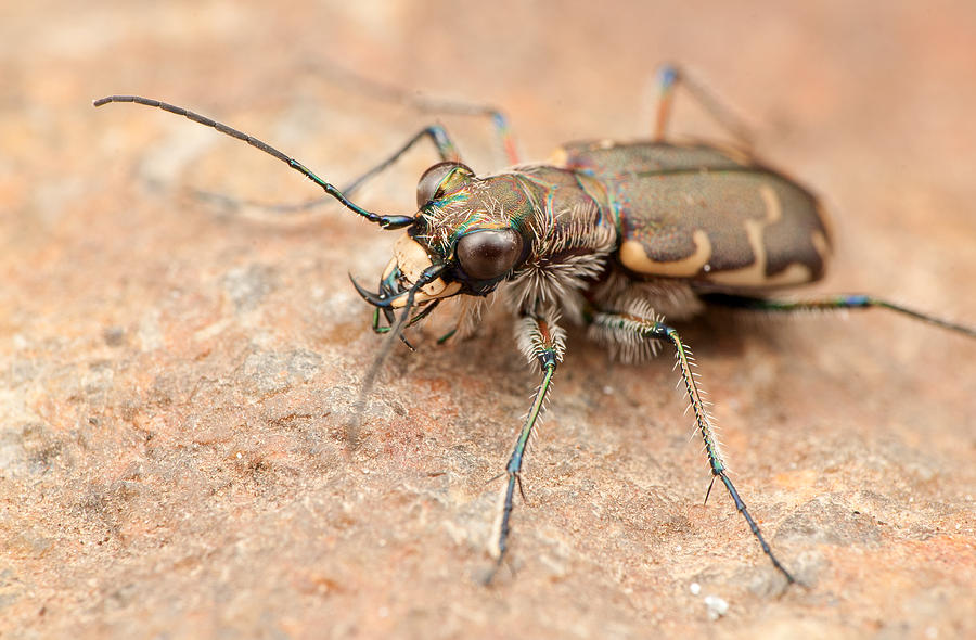 Insects Photograph - Bronzed Tiger Beetle by Derek Thornton