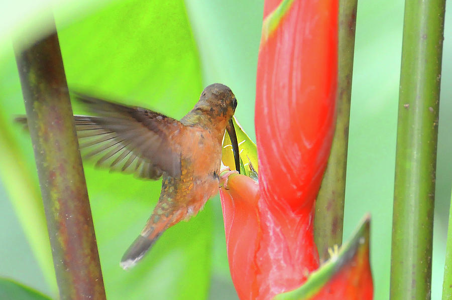 Bronzy Hermit on Heliconia Photograph by Ted Keller