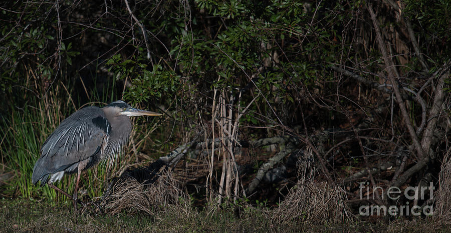 Brooding Blue Heron Photograph by Dale Powell