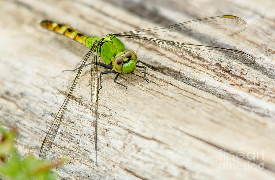 Eastern Pondhawk Dragonfly  Photograph by Cheryl Baxter