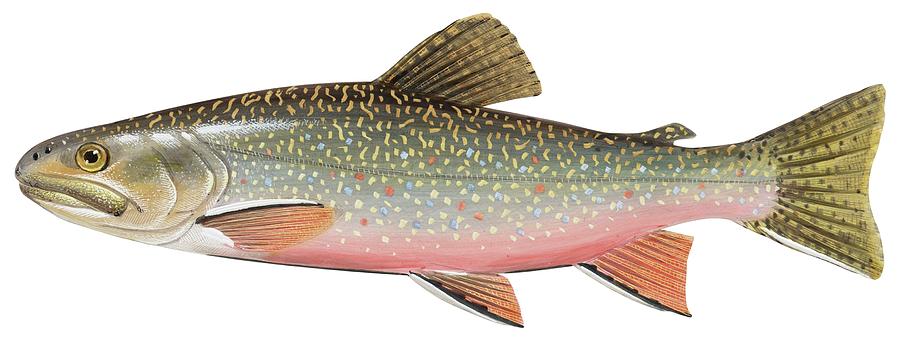 Brook trout Painting by American School