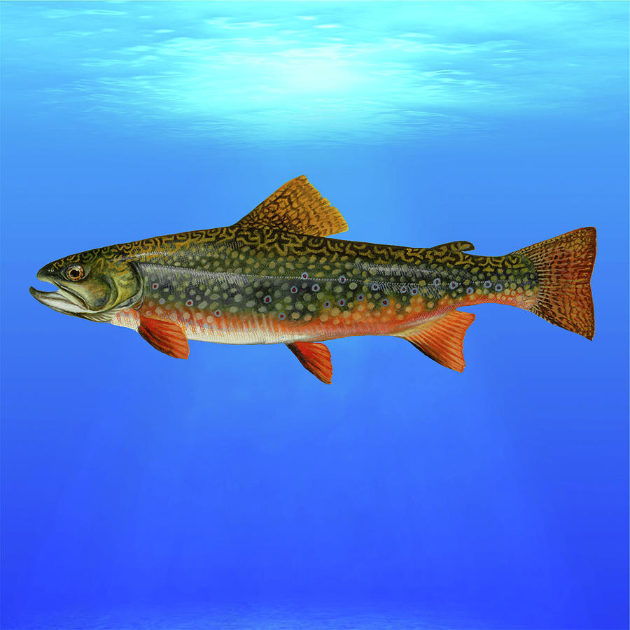 Brook Trout Blue Lagoon  Mixed Media by Movie Poster Prints