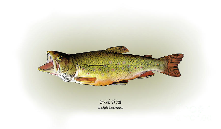 Trout Painting - Brook Trout by Ralph Martens