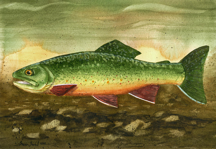Brook Trout Painting by Sean Seal