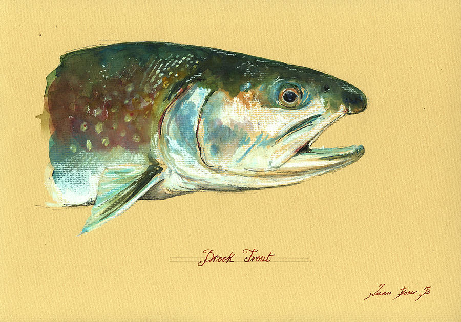 Brook Trout Painting - Brook trout watercolor by Juan  Bosco