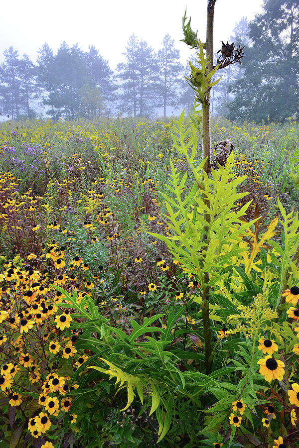Brookdale Wildflower Garden Photograph by Ray Mathis
