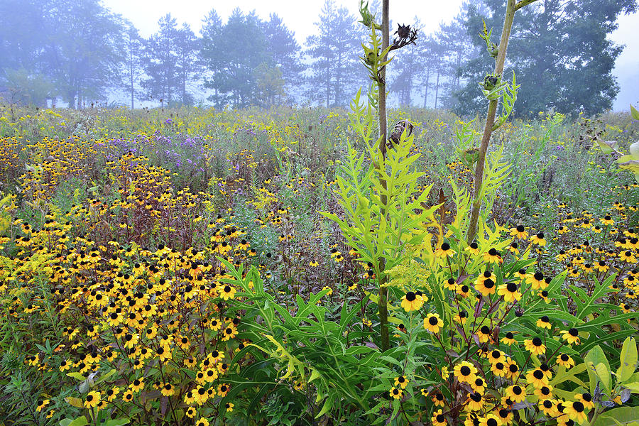 Brookdale Wildflower Prairie Photograph by Ray Mathis