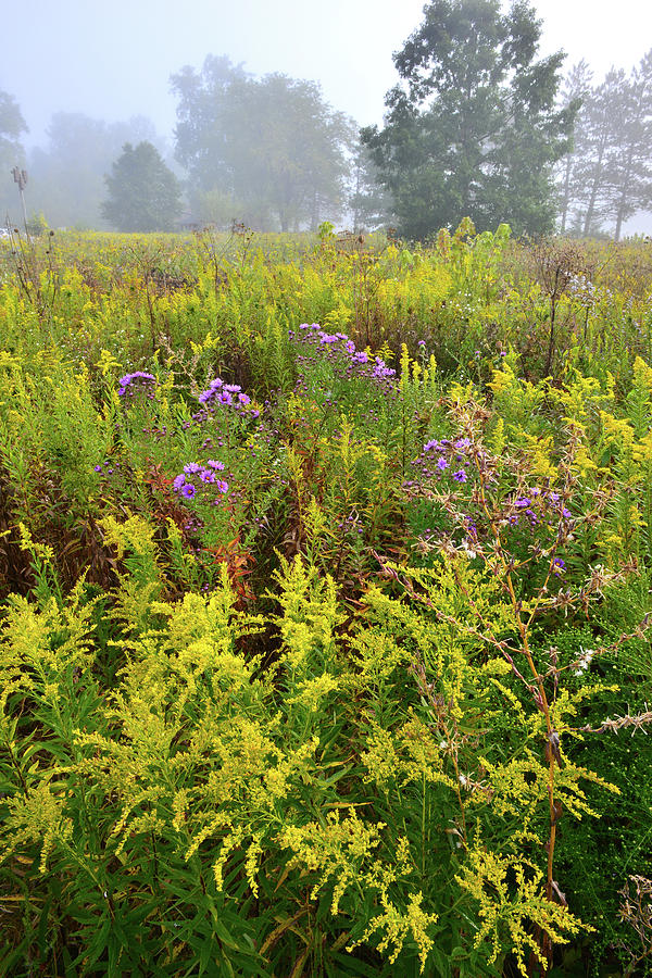 Brookdale Wildflowers in Morning Fog Photograph by Ray Mathis
