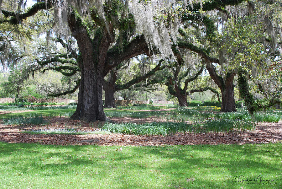 Brookgreen Gardens 1 Photograph by Gordon Mooneyhan - Fine Art America