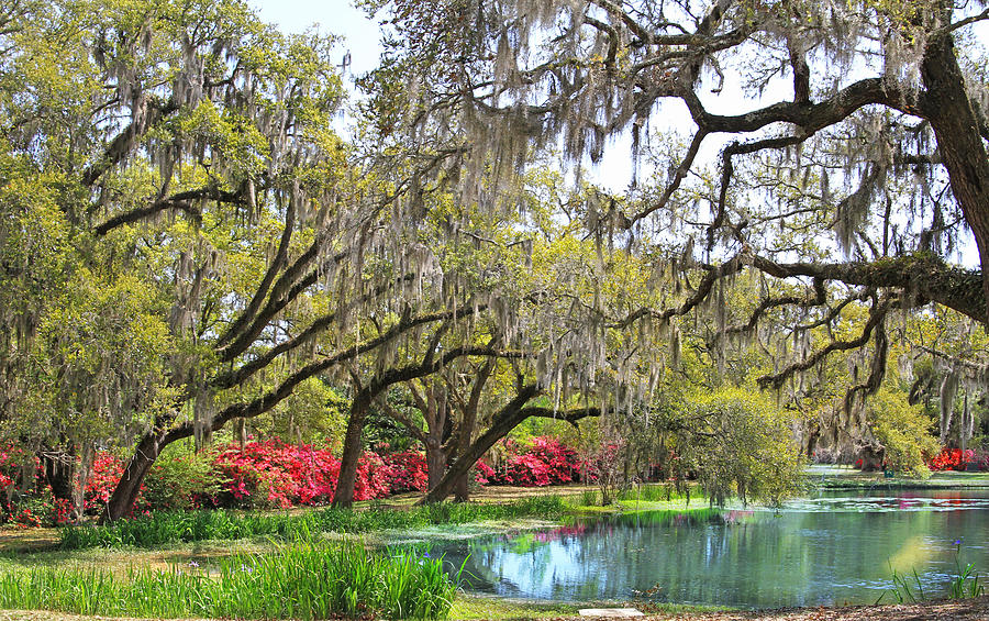 Brookgreen Gardens Lagoon Photograph by Larry Mccrea - Fine Art America