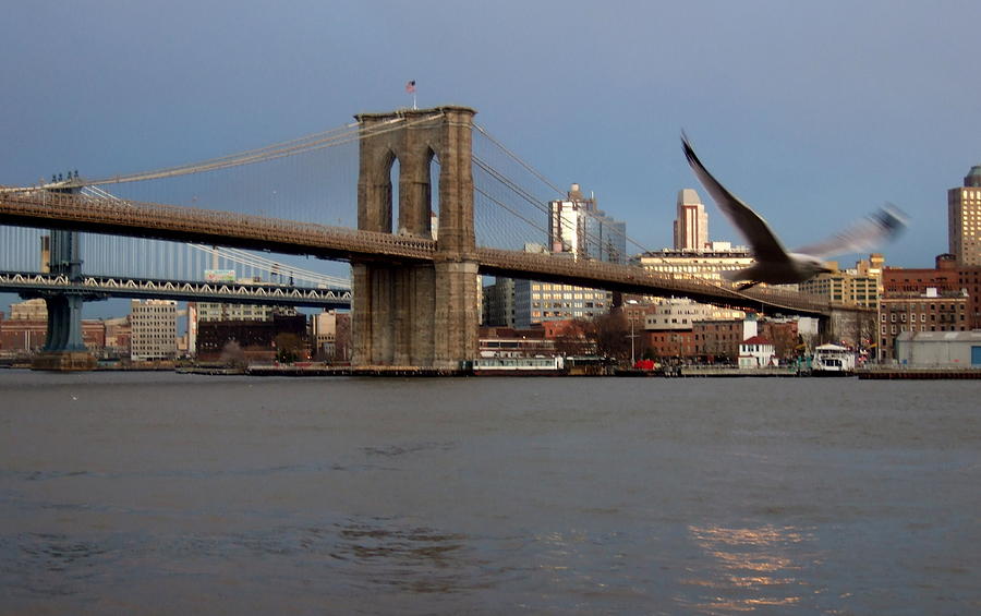 Brooklyn Bridge and Bird in Flight Photograph by Anita Burgermeister
