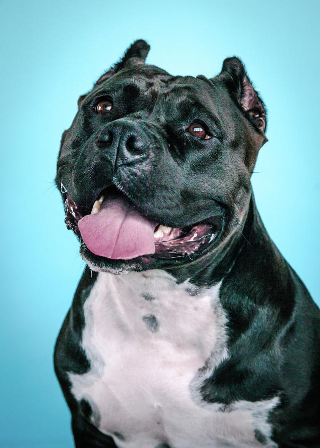 Dog Photograph - Brooklyn by Pit Bull Headshots by Headshots Melrose