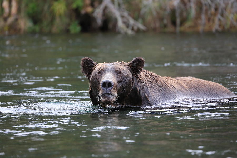 Brooks Bear Photograph by Sam Amato