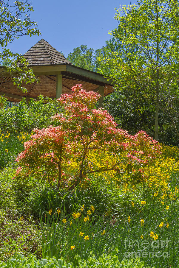 Brookside Gardens 1 Photograph by Chris Scroggins