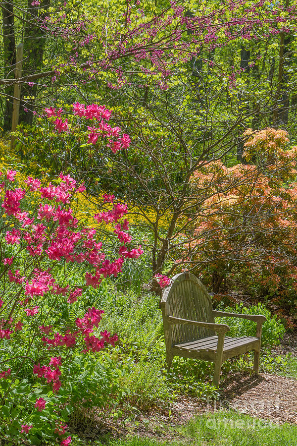 Brookside Gardens 3 Photograph by Chris Scroggins