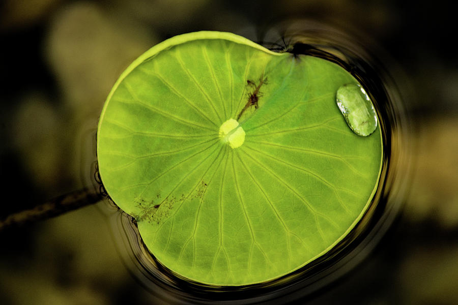 Don Johnson Photograph - Brookside Lily Pad by Don Johnson