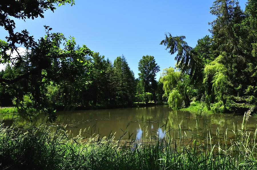 Brookside Pond 1741 Photograph by Jerry Sodorff