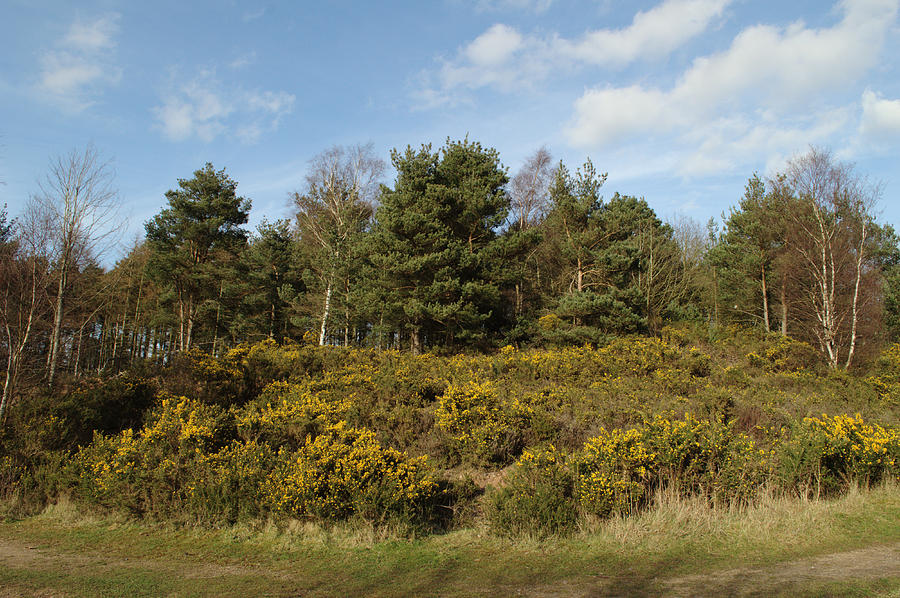 Broom Bushes On Hillside Photograph by Adrian Wale
