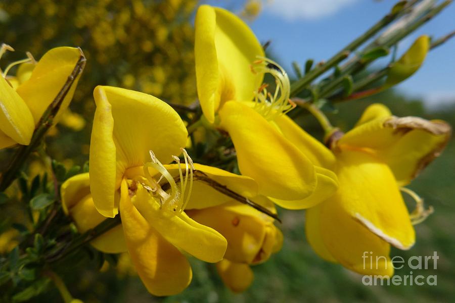 Broom In Bloom 3 Photograph by Jean Bernard Roussilhe