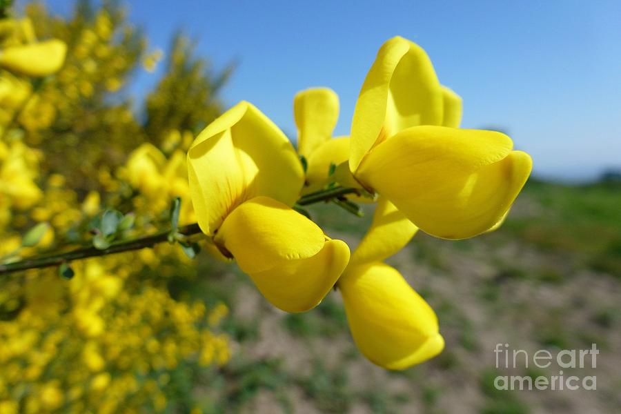 Nature Photograph - Broom In Bloom 4 by Jean Bernard Roussilhe