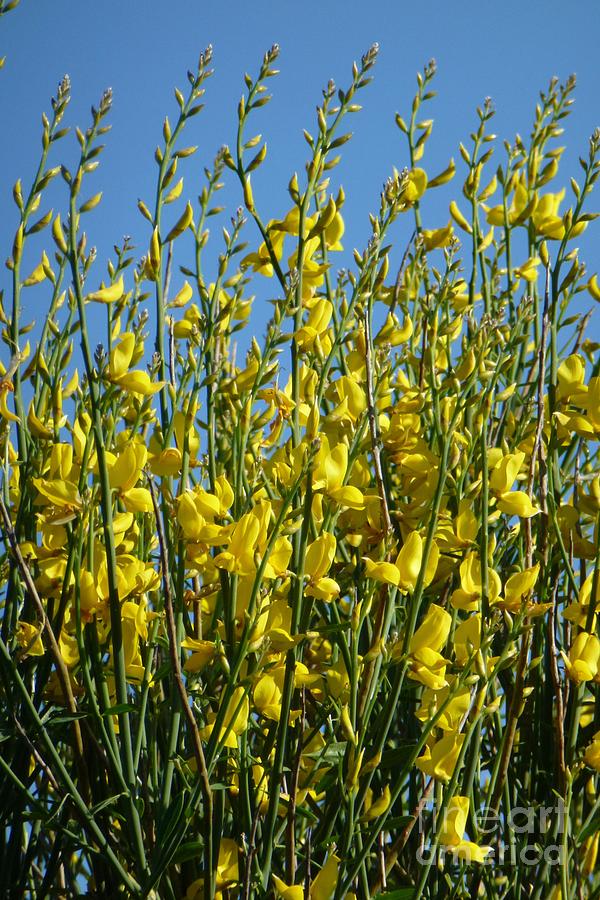 Broom In Bloom 5 Photograph by Jean Bernard Roussilhe