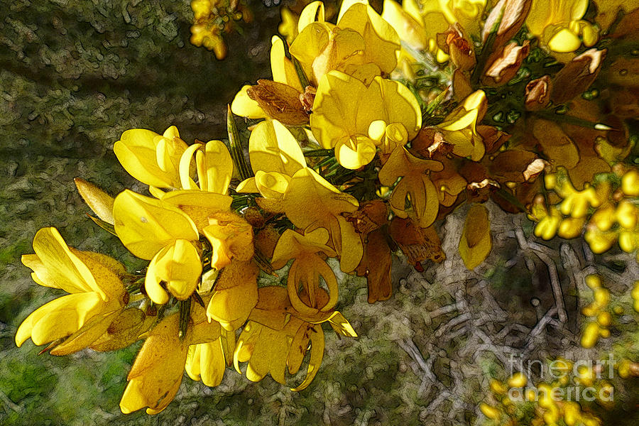 Broom In Bloom Photograph by Jean Bernard Roussilhe