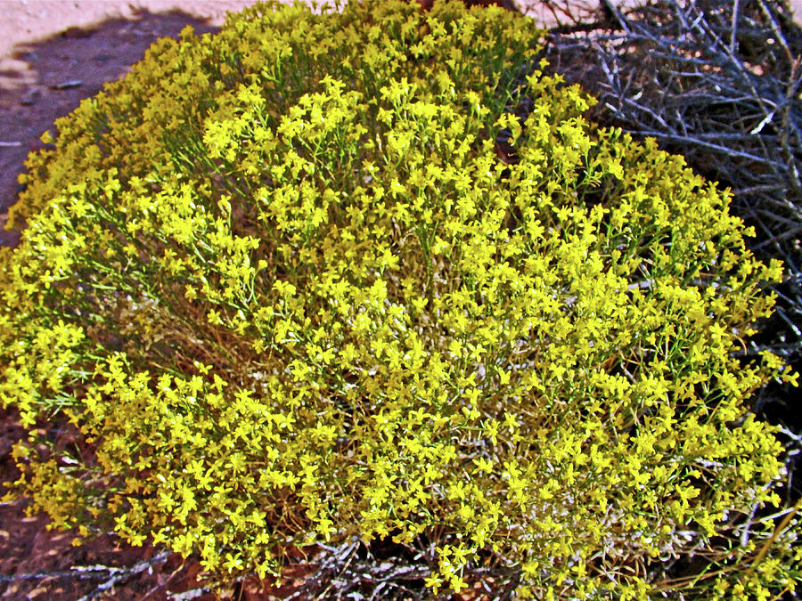 Broom Snakeweed in Island in the Sky District of Canyonlands National Park, Utah Photograph by Ruth Hager