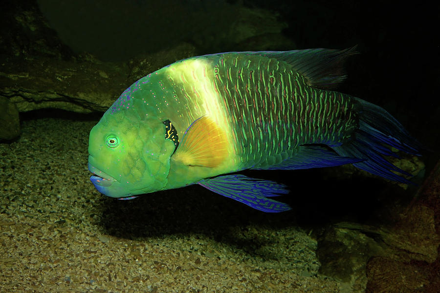 Broomtail Wrasse Photograph
