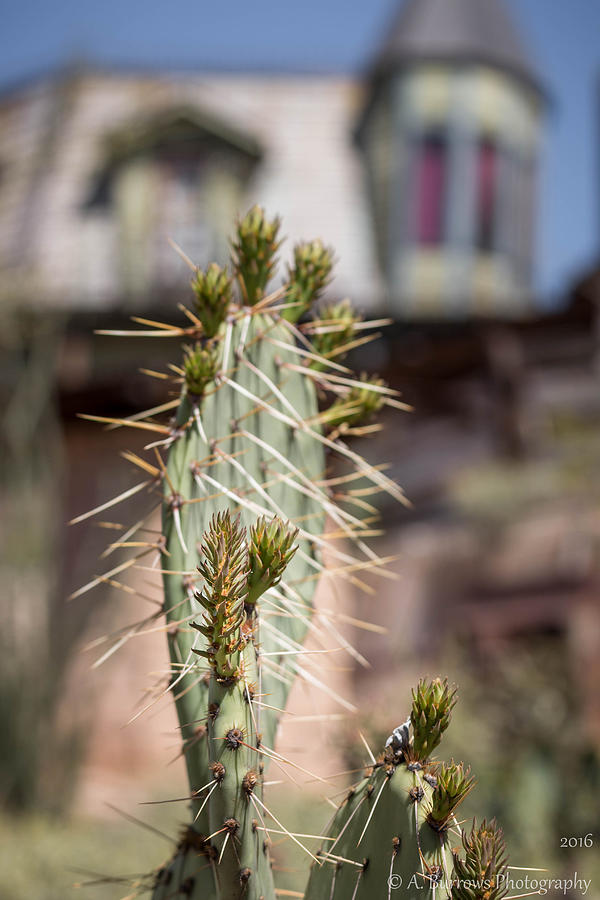 Brothel Cactus Photograph by Aaron Burrows