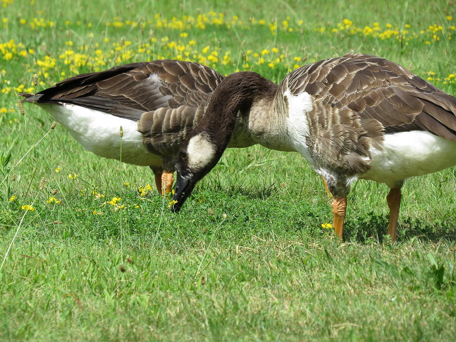Wildlife Photograph - Brother And Sister Unusual Geese by Hernando Luis Creighton
