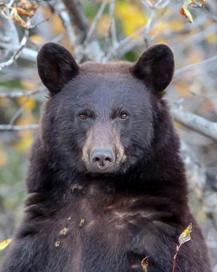 Bear Stare Photograph by Jack Bell
