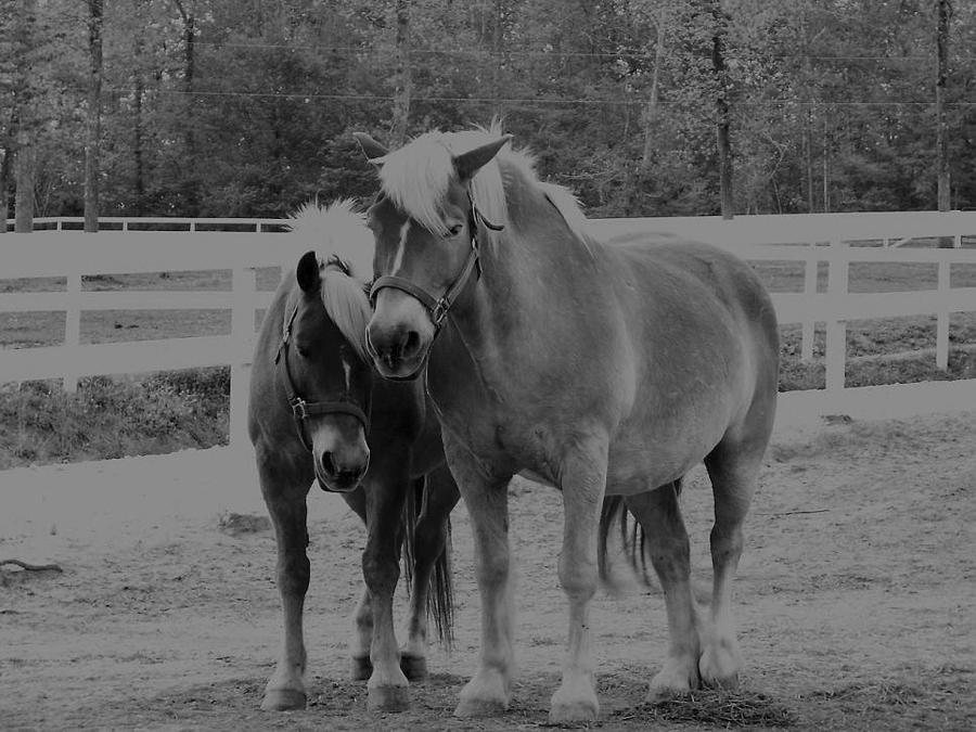 Horse Photograph - Brotherly Love 2 by Kristen Hurley