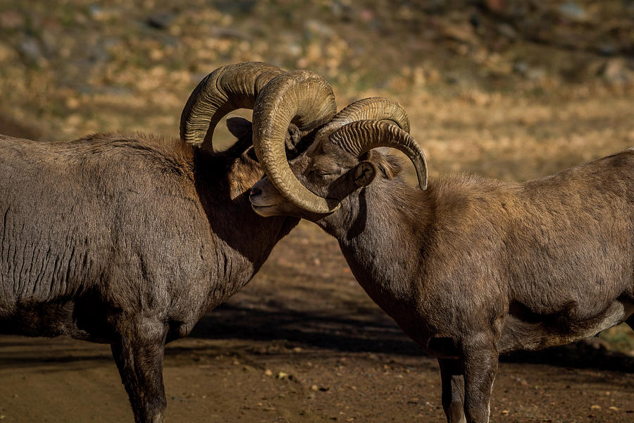 Brotherly Love Photograph by Gary Kochel