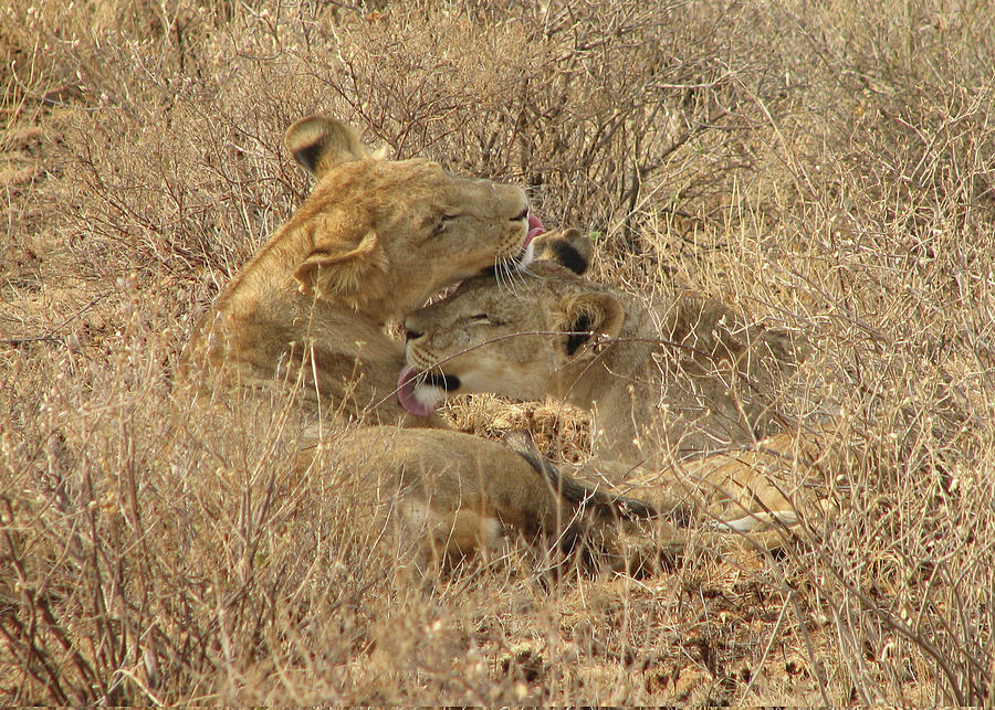 Brotherly Love Photograph by Linda Goodrow - Fine Art America