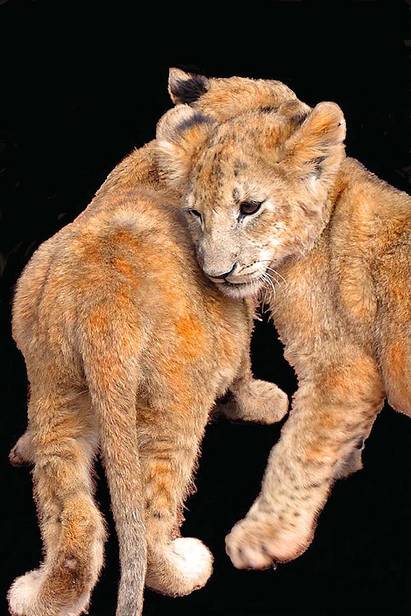 Wildlife Photograph - Brotherly Love by Michael Durst