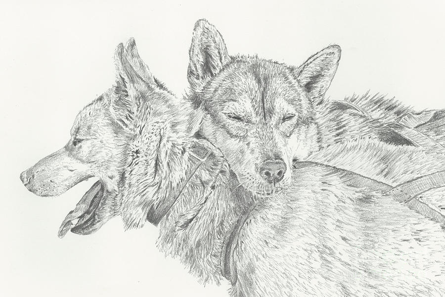 Dogsled Drawing - Brotherly Love by Sarah Bevard