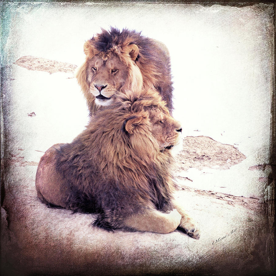 Majestic Legacy - A Regal Pair Photograph by OLena Art by Lena Owens - Vibrant DESIGN