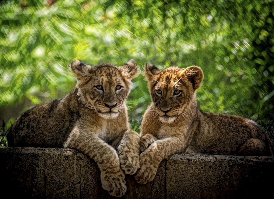 Brothers Chillin Photograph by Cheri McEachin
