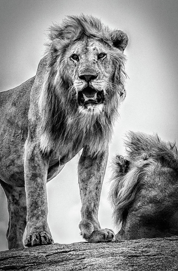 Brothers by Lev Kaytsner Brothers by Lev Kaytsner
