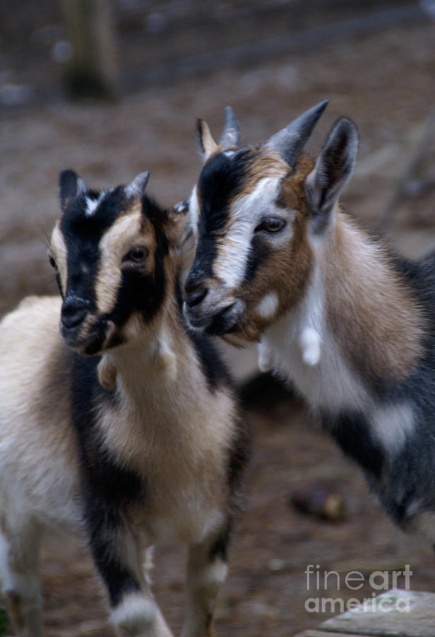 Brothers Photograph by Linda Shafer